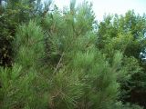 Pinus pityusa. Ветви. Крым, пос. Гурзуф с северной стороны. 28 августа 2007 г.