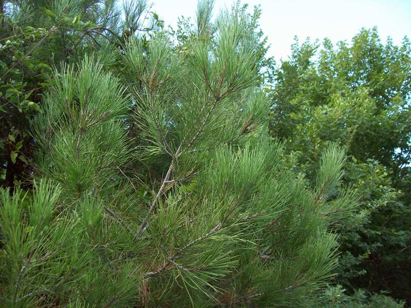 Изображение особи Pinus pityusa.