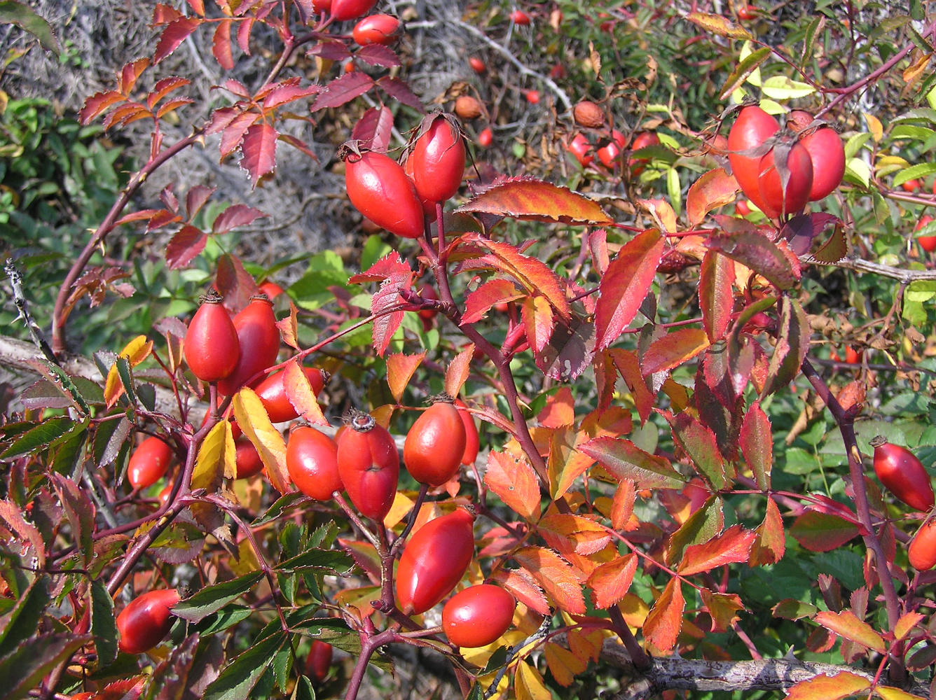 Изображение особи Rosa canina.