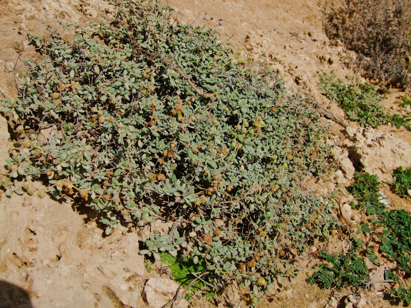 Image of Helianthemum stipulatum specimen.