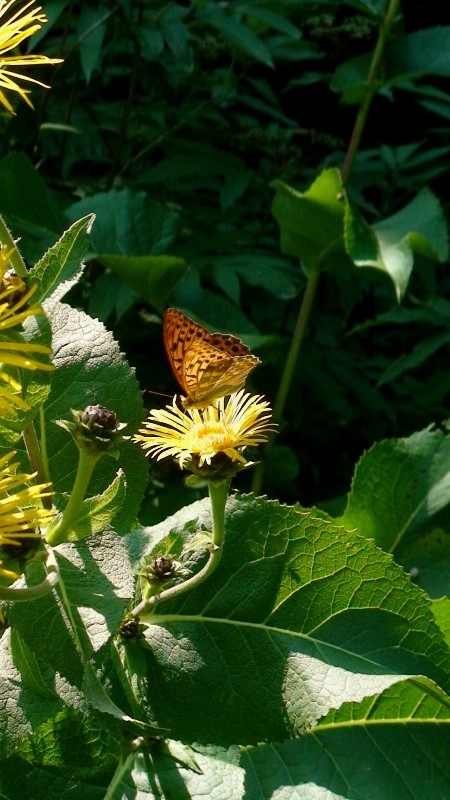 Изображение особи Inula helenium.