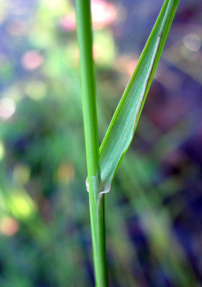 Изображение особи Poa palustris.