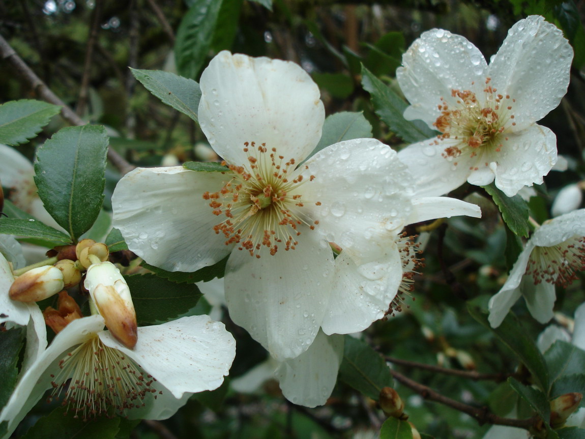 Изображение особи Eucryphia cordifolia.