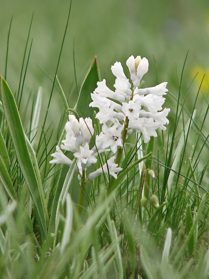 Изображение особи Hyacinthella pallasiana.