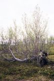 Betula czerepanovii