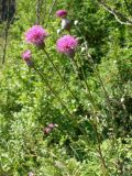 Serratula coronata