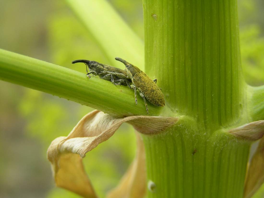 Изображение особи Ferula paniculata.
