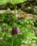 Fritillaria ruthenica