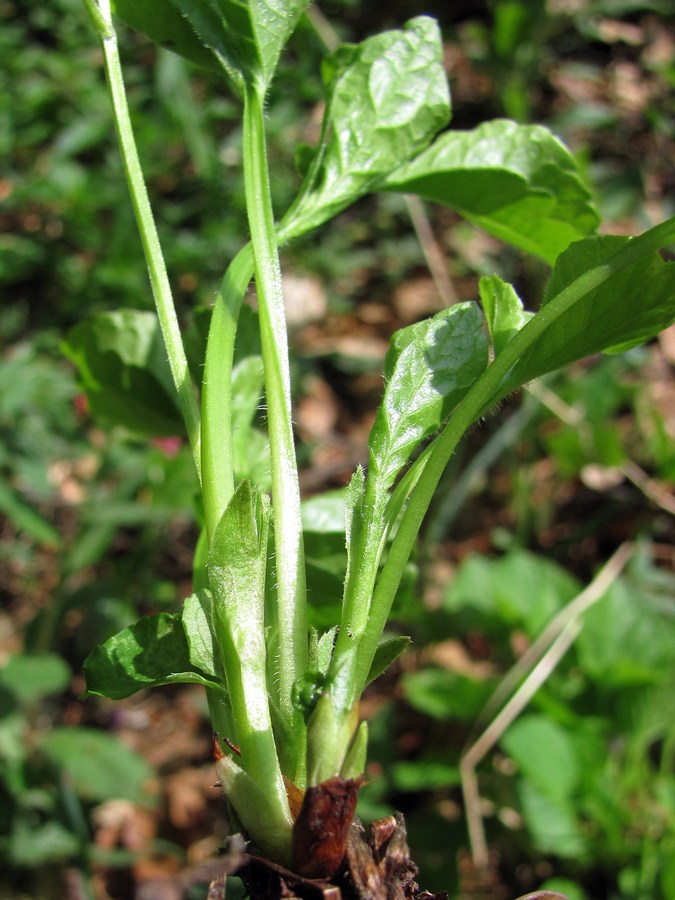 Изображение особи Viola mirabilis.