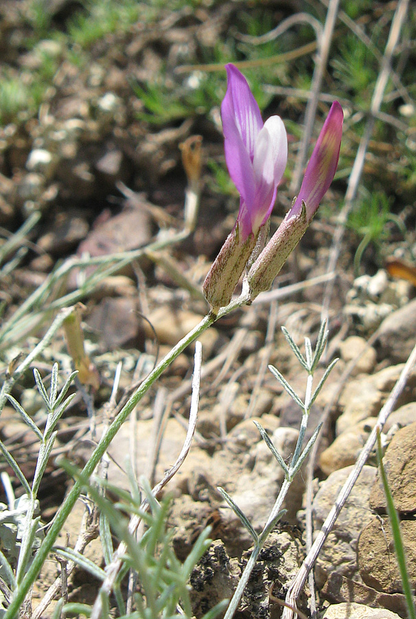 Изображение особи Astragalus subuliformis.