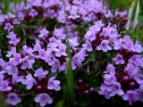 genus Thymus