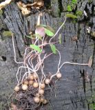 Cyclamen vernum