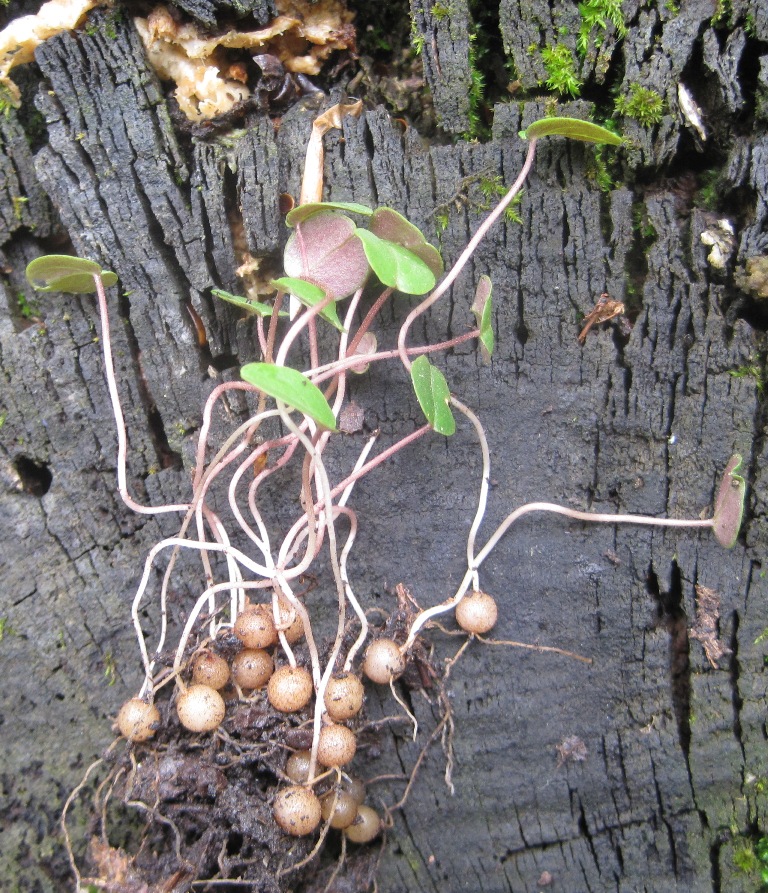 Image of Cyclamen vernum specimen.