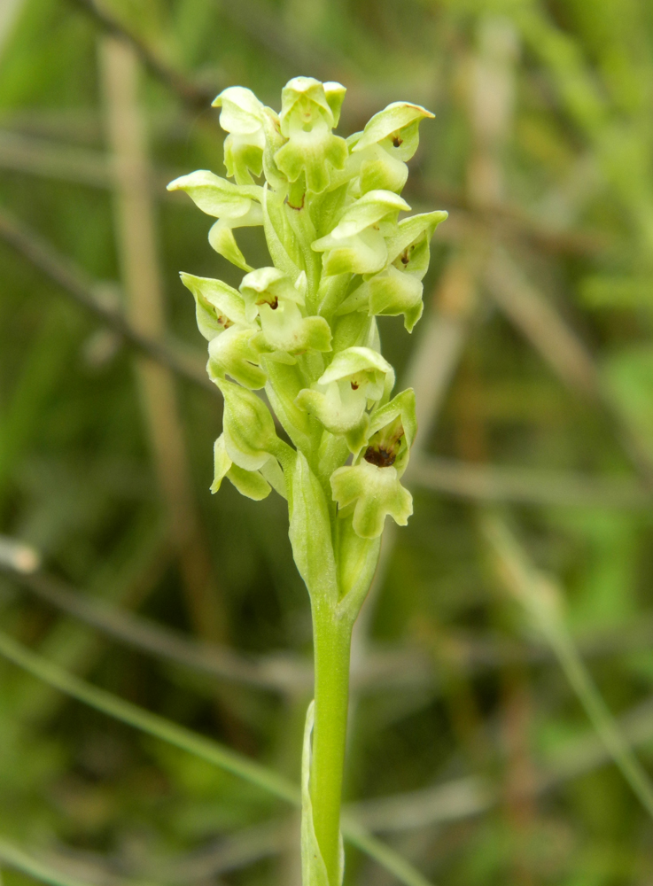 Изображение особи Anacamptis coriophora.