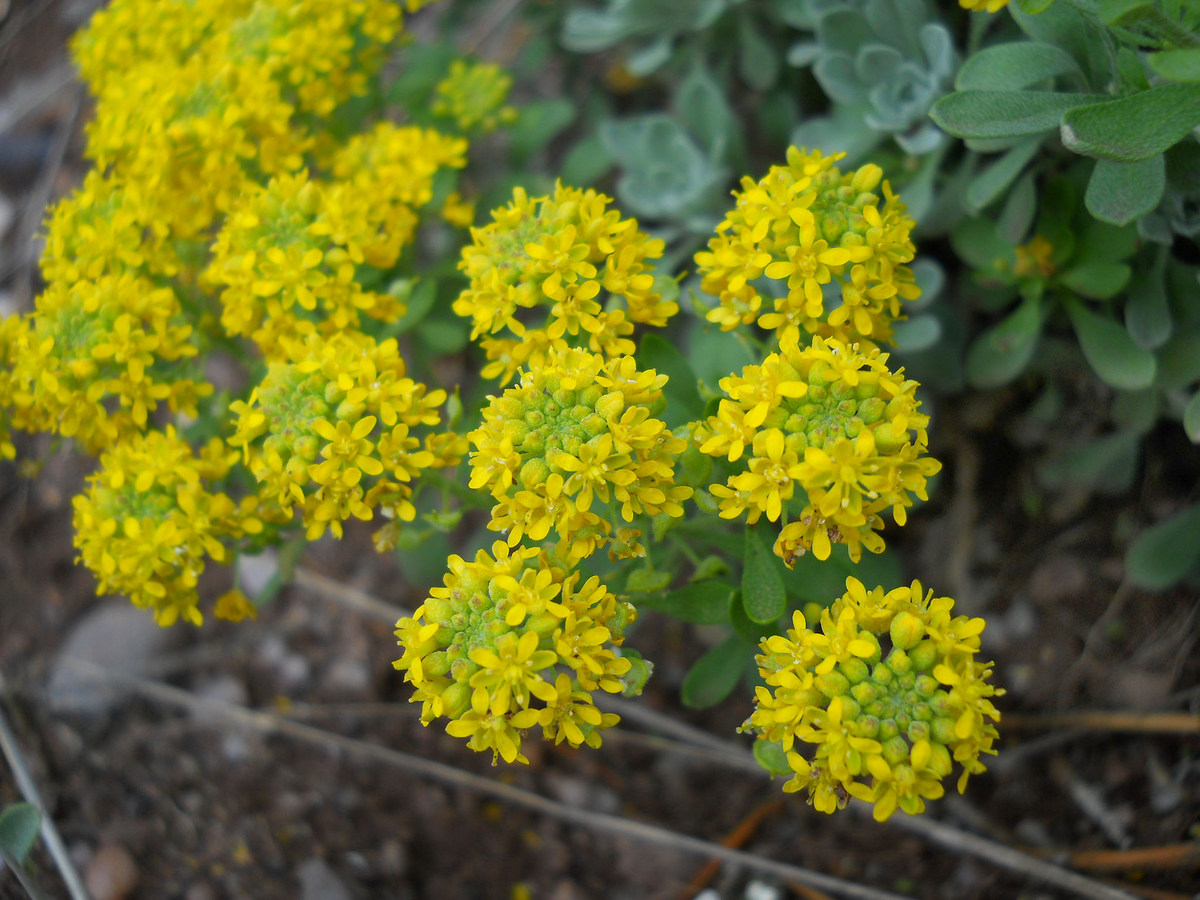 Image of Odontarrhena obtusifolia specimen.