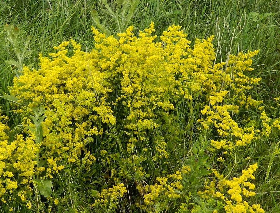 Изображение особи Galium verum.