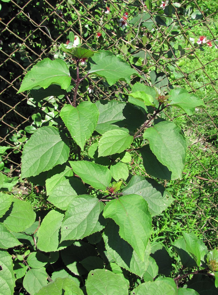 Image of Clerodendrum bungei specimen.