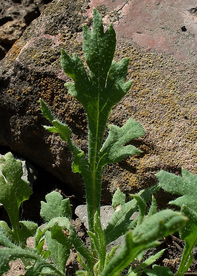 Image of Papaver stevenianum specimen.