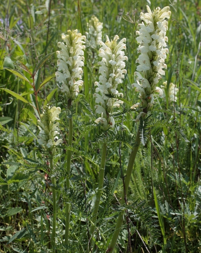 Image of Pedicularis sibirica specimen.