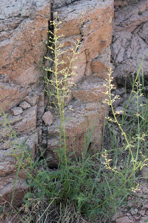 Изображение особи Scrophularia integrifolia.