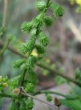 Agrimonia eupatoria