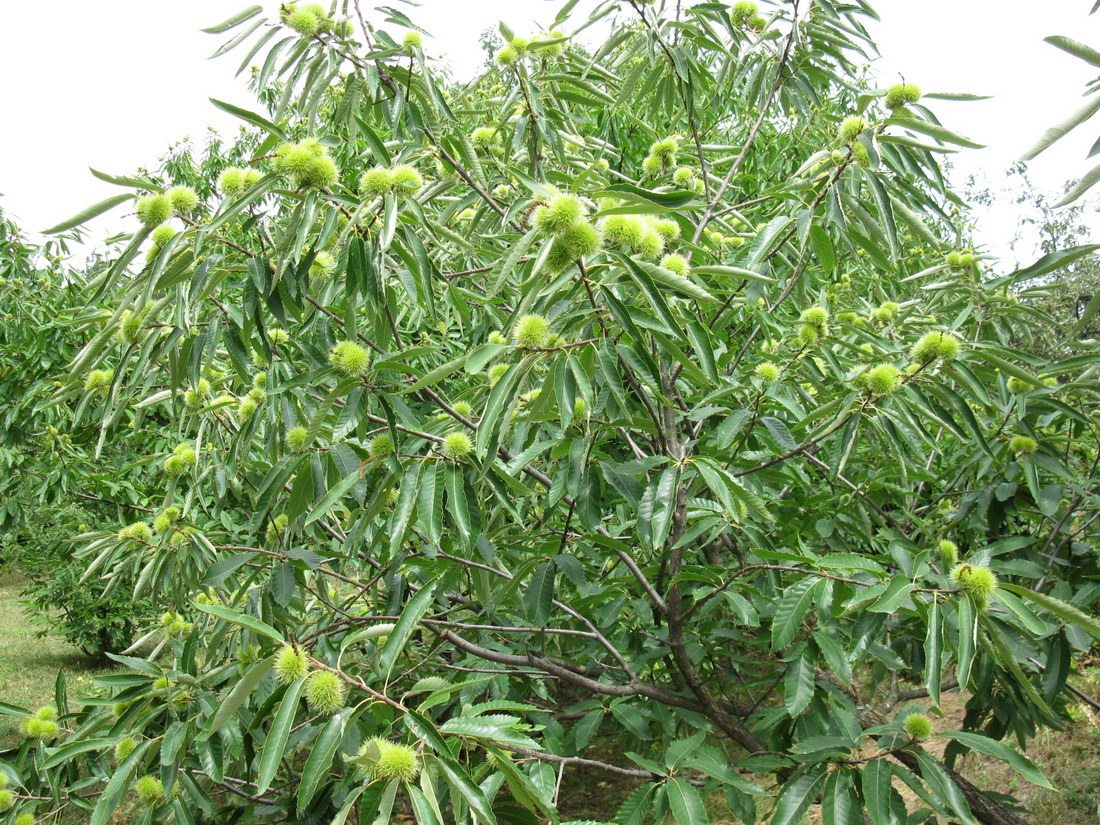 Image of Castanea sativa specimen.