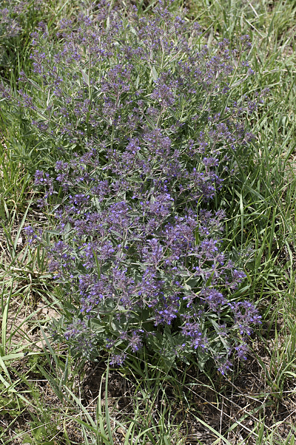 Image of Nepeta ucranica specimen.