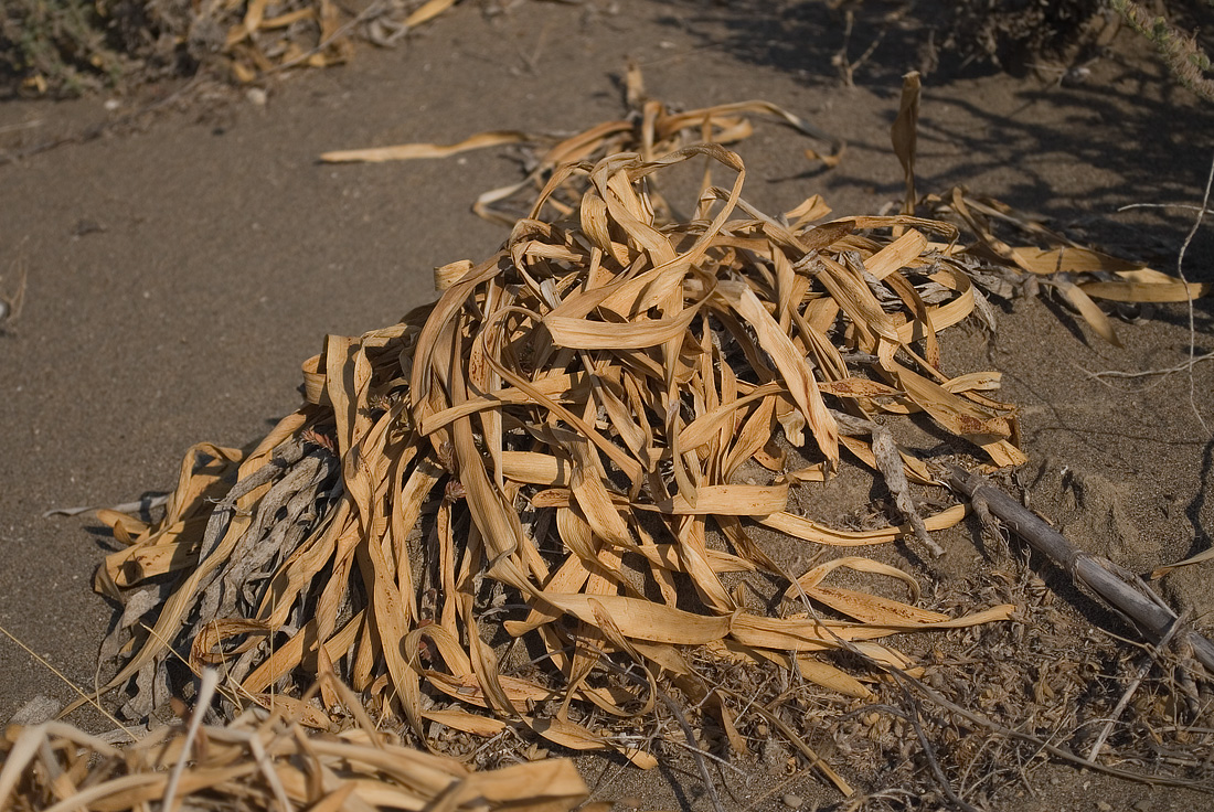 Image of Pancratium maritimum specimen.