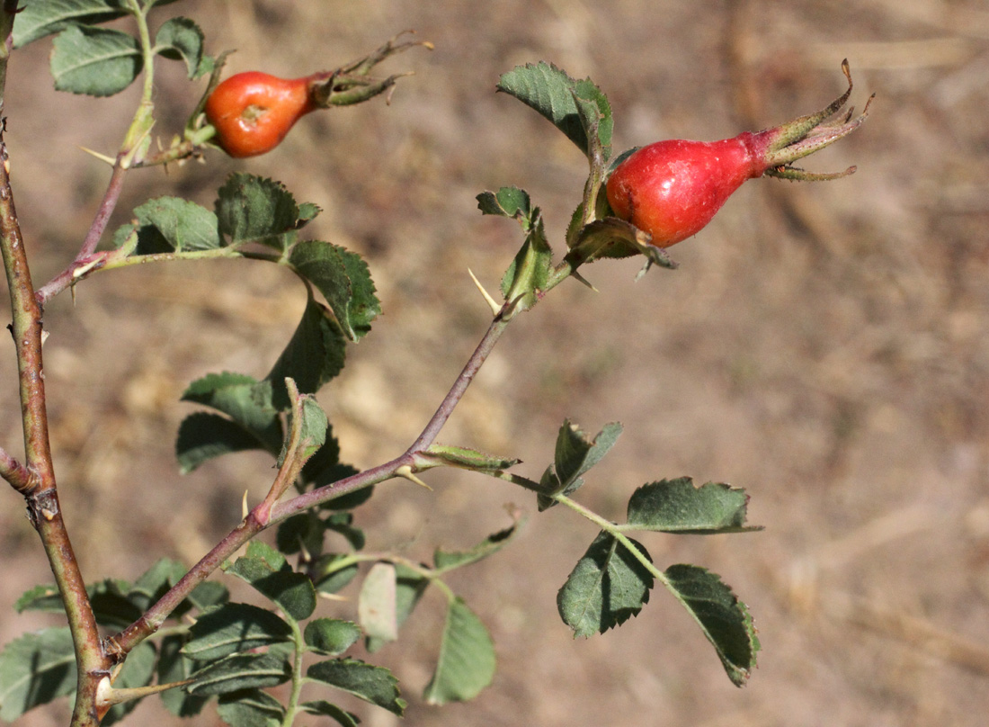 Изображение особи Rosa nanothamnus.