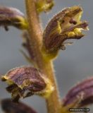 Orobanche laxissima