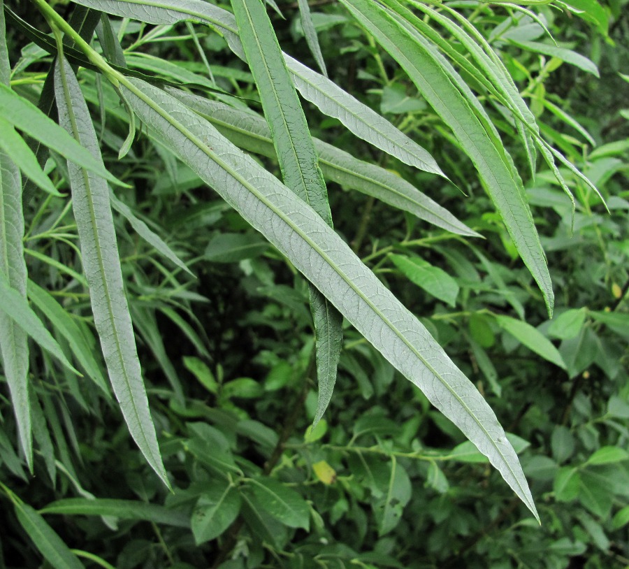 Image of Salix &times; stipularis specimen.