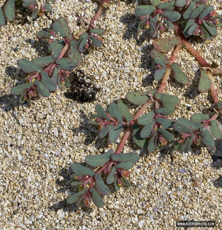 Изображение особи Euphorbia peplis.