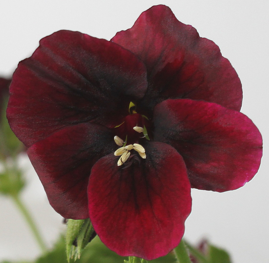 Image of Pelargonium × domesticum specimen.