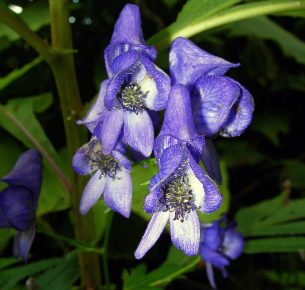 Image of Aconitum neosachalinense specimen.