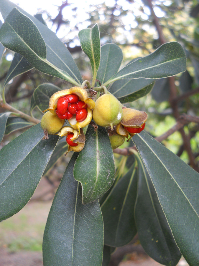 Image of Pittosporum tobira specimen.