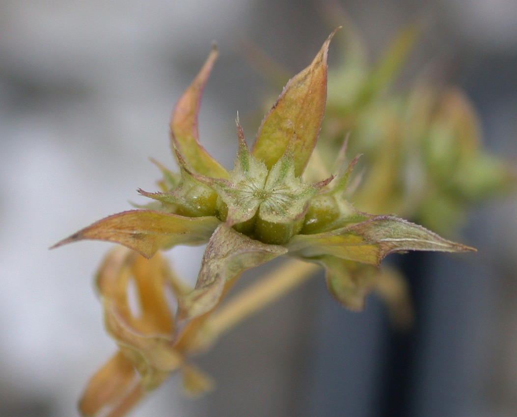 Image of Sherardia arvensis specimen.