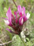 Astragalus angustissimus