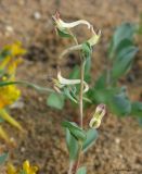 Corydalis ledebouriana Kar. et Kir. × Corydalis sewerzowii Regel