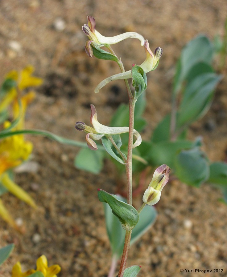 Изображение особи род Corydalis.