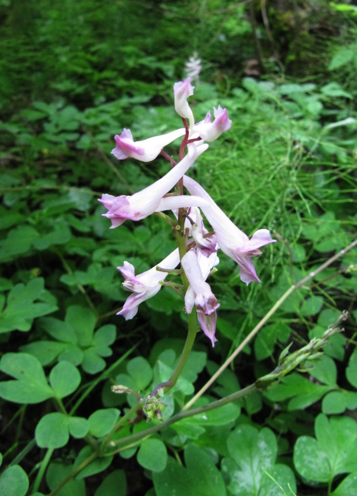 Изображение особи Corydalis paeoniifolia.