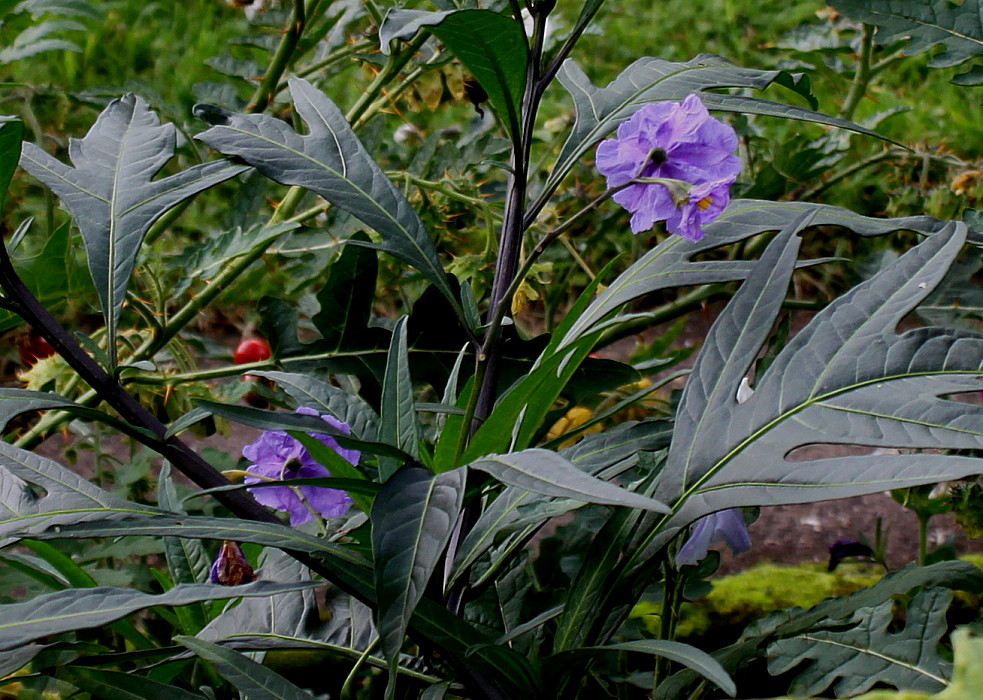 Image of Solanum laciniatum specimen.