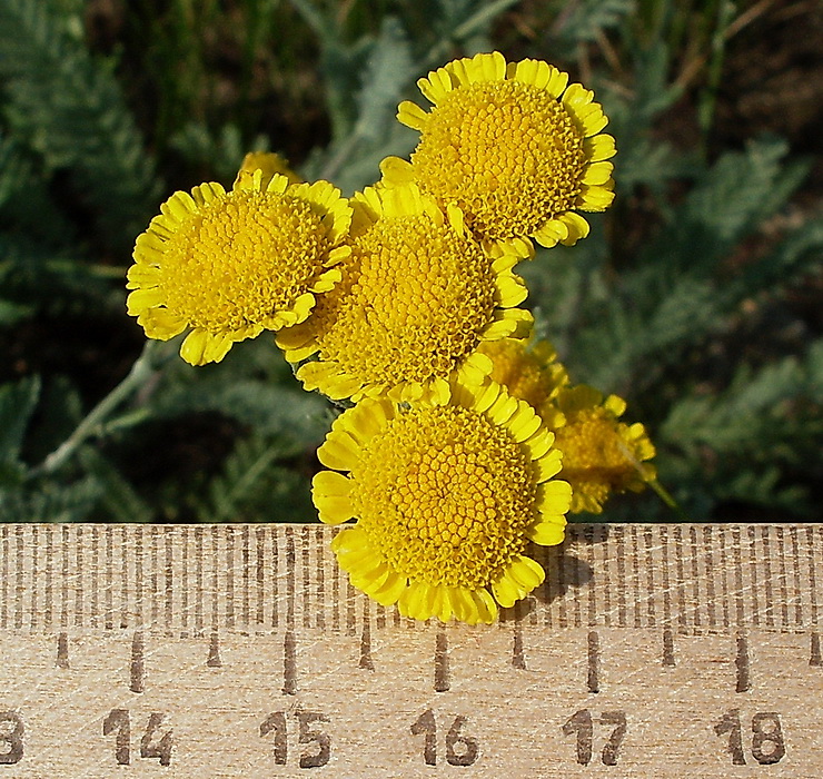 Image of Tanacetum odessanum specimen.