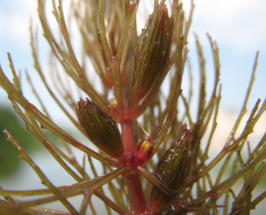 Изображение особи Ceratophyllum demersum.