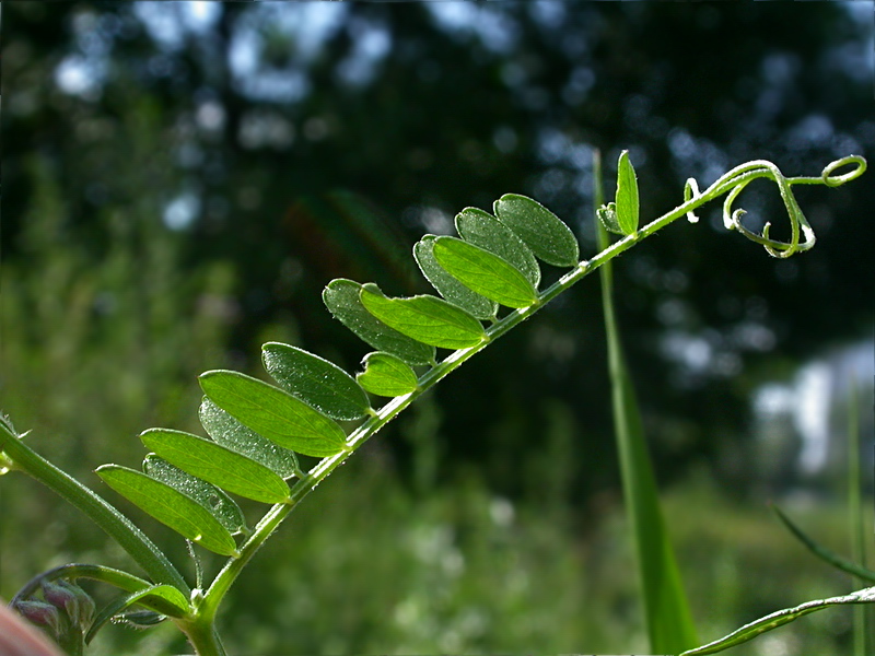 Изображение особи Vicia cracca.