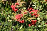 Sorbus sambucifolia