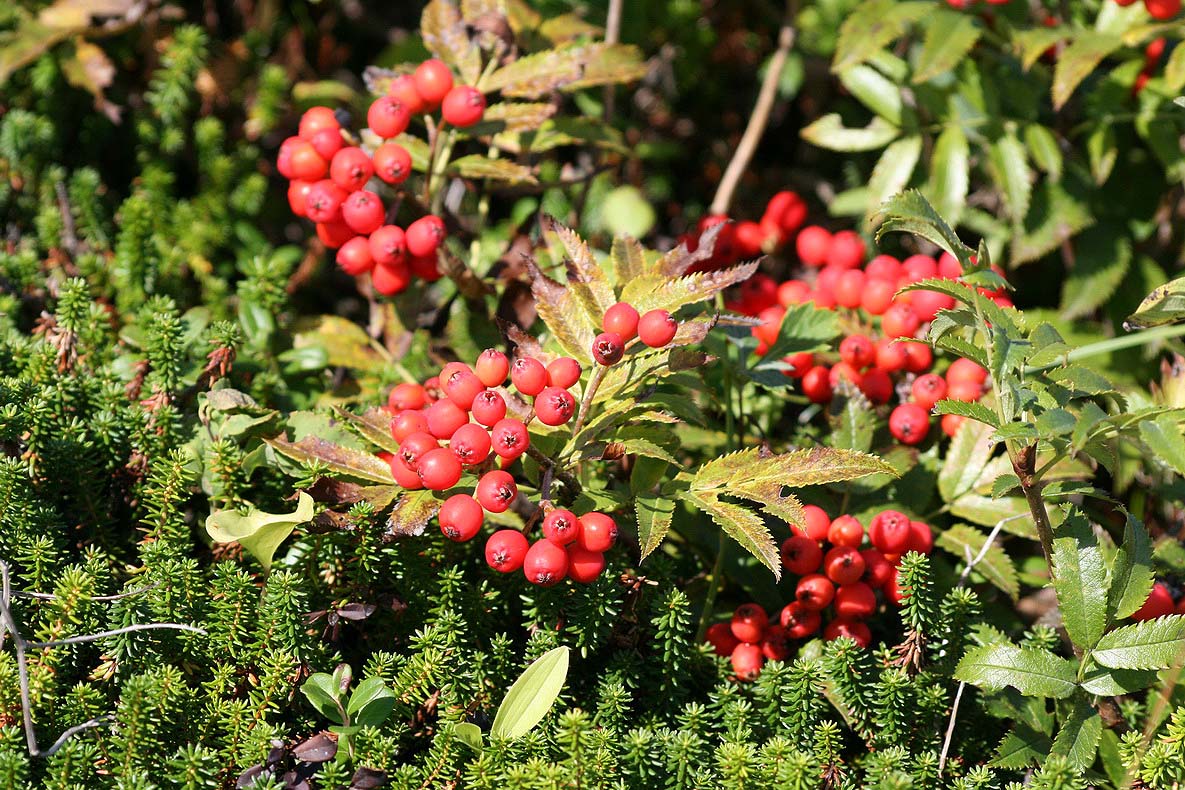 Изображение особи Sorbus sambucifolia.