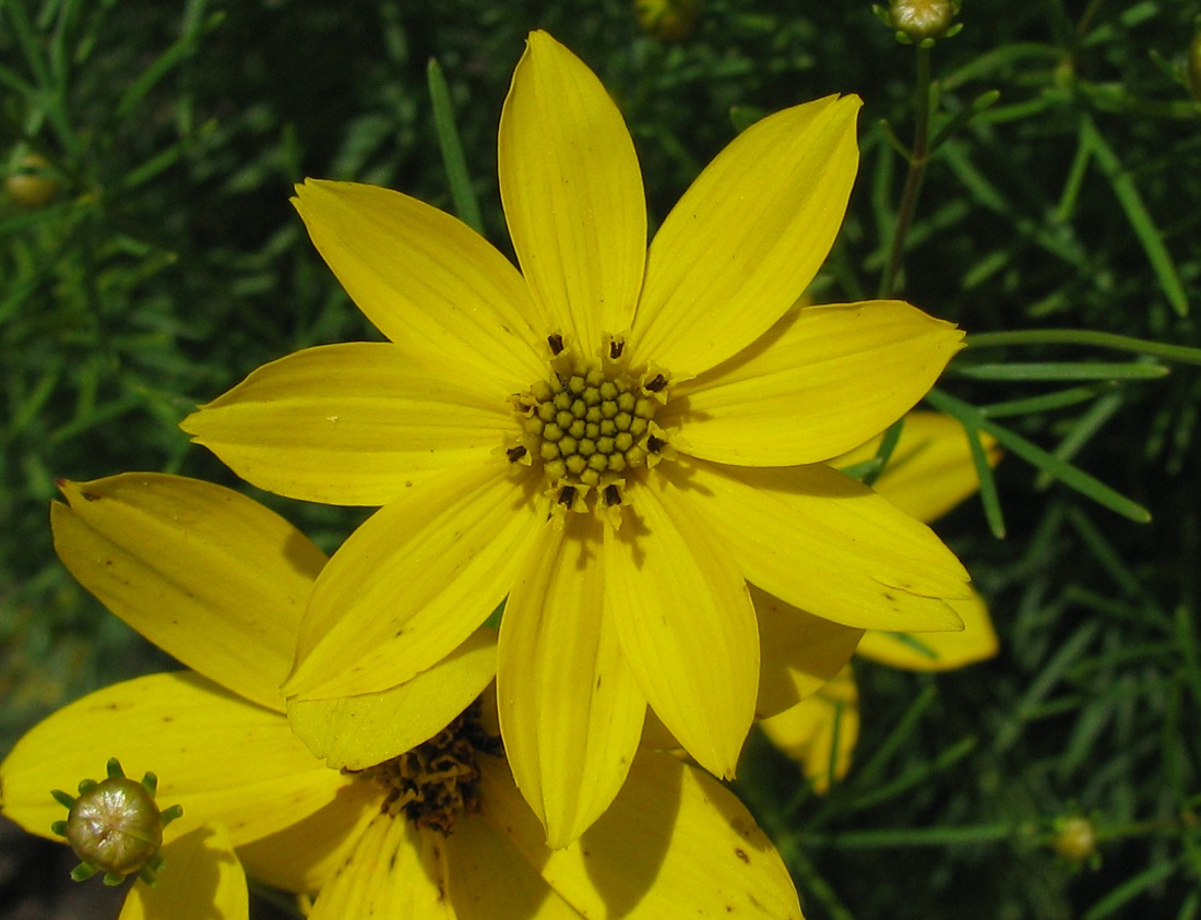 Image of Coreopsis verticillata specimen.