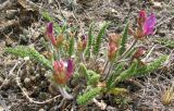 Oxytropis microphylla