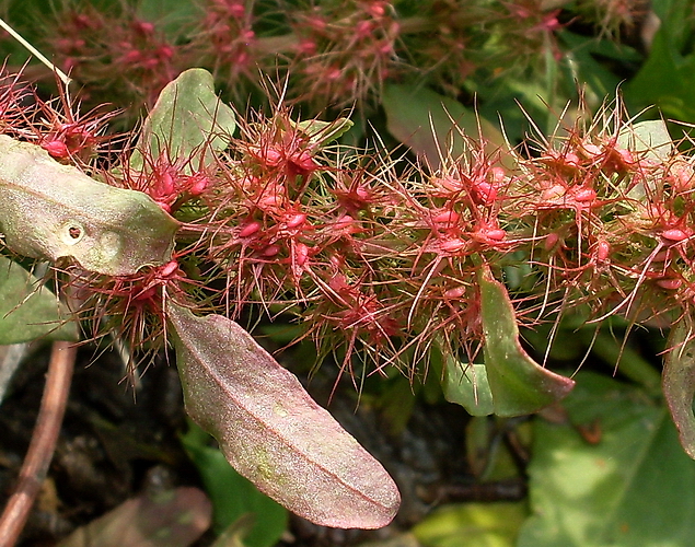 Изображение особи Rumex marschallianus.