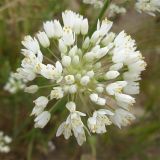 Allium qasyunense